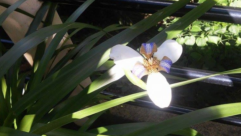 plantas que imitam orquídeas