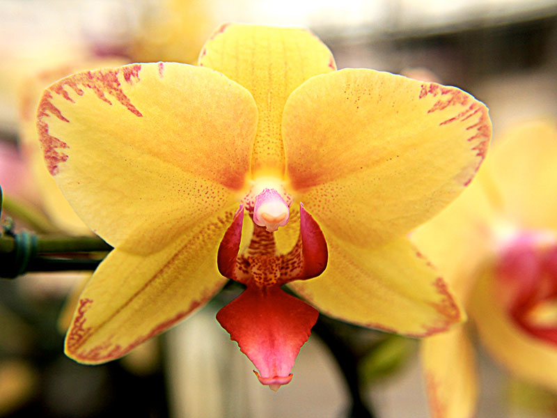 flores semelhantes a orquídeas