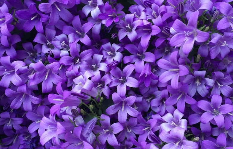 flores roxas para presente