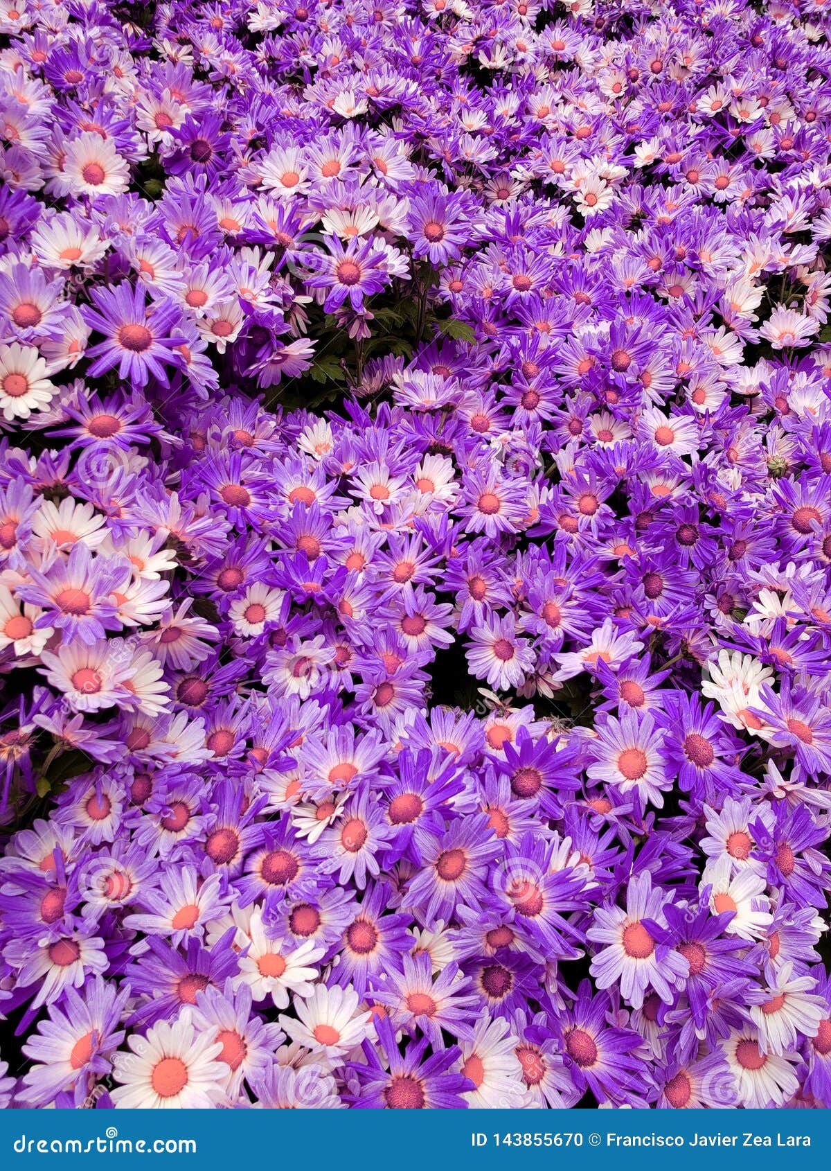 flores roxas e rosas