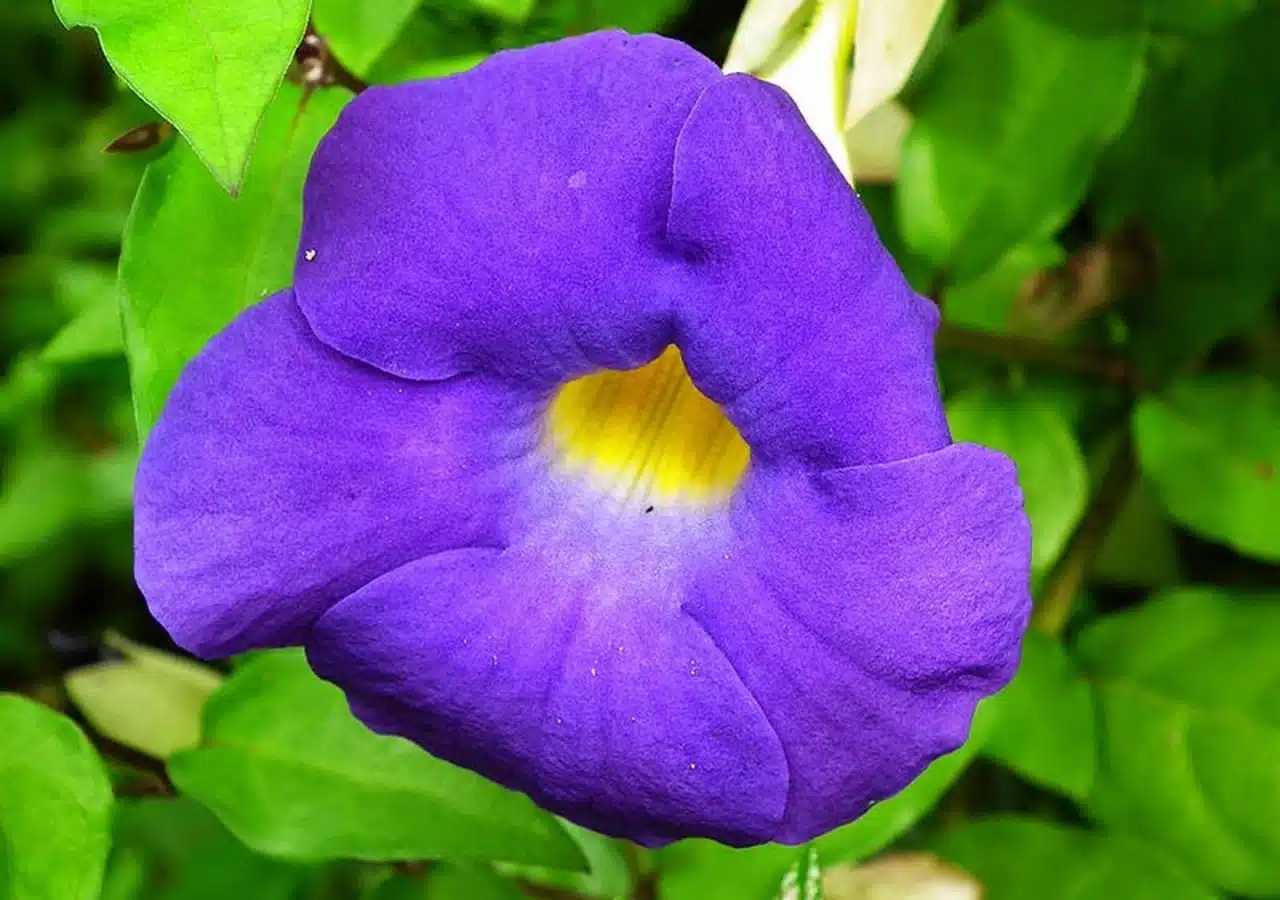 flores roxas para jardim