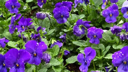 flores roxas para presente