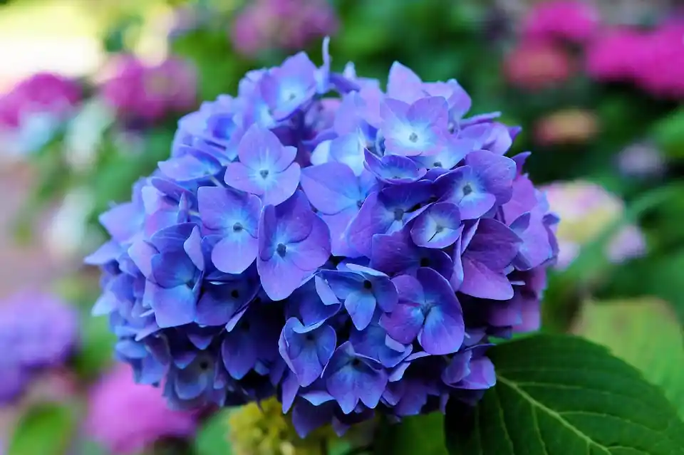 significado flores roxas