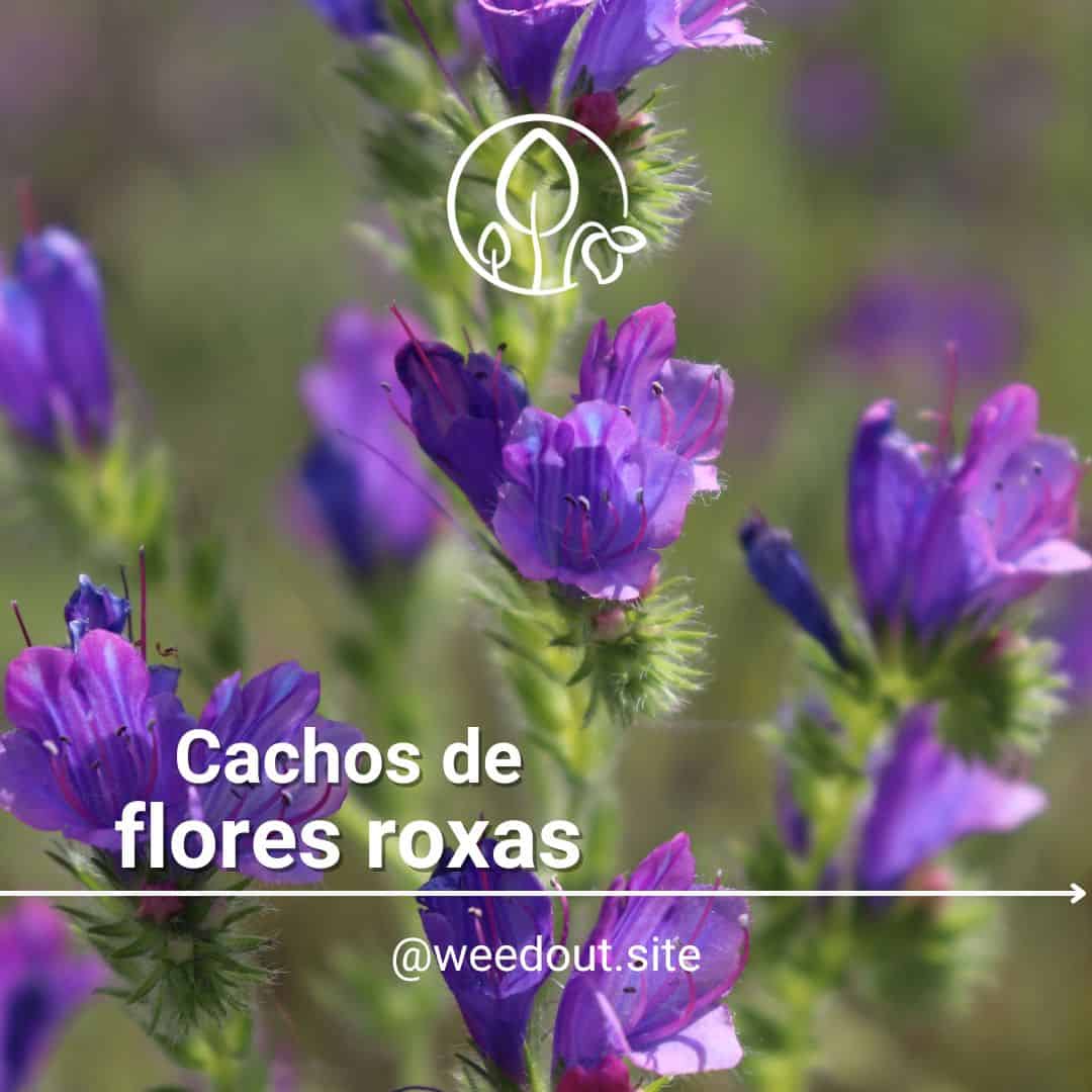 arranjo de flores roxas
