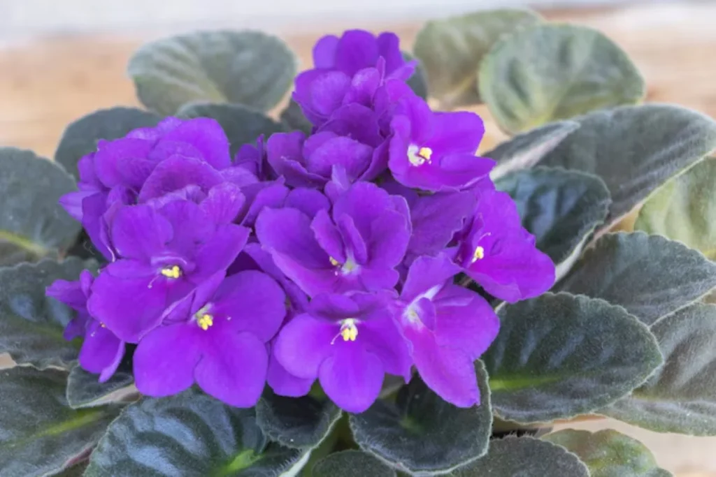 flores roxas para decoração