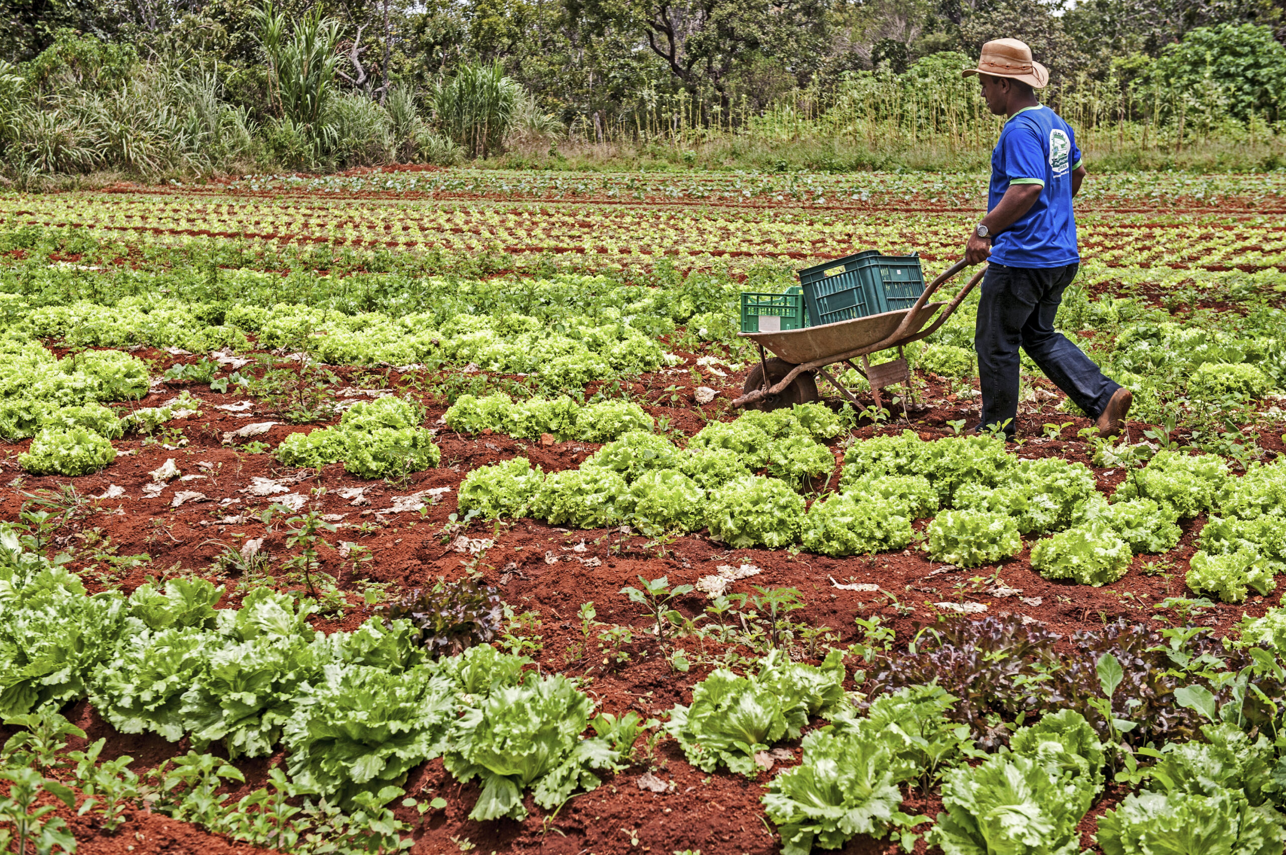 Módulos Fiscais e Requisitos: Quem Pode Ser Considerado Agricultor Familiar?