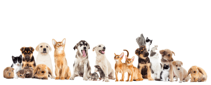 fotografia de filhotes em estúdio