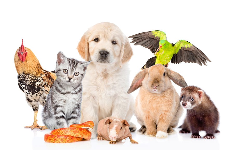 fotógrafo de pets profissional