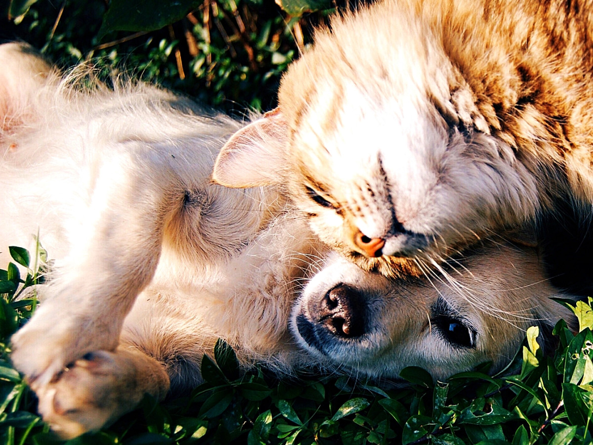melhor horário para fotografar animais