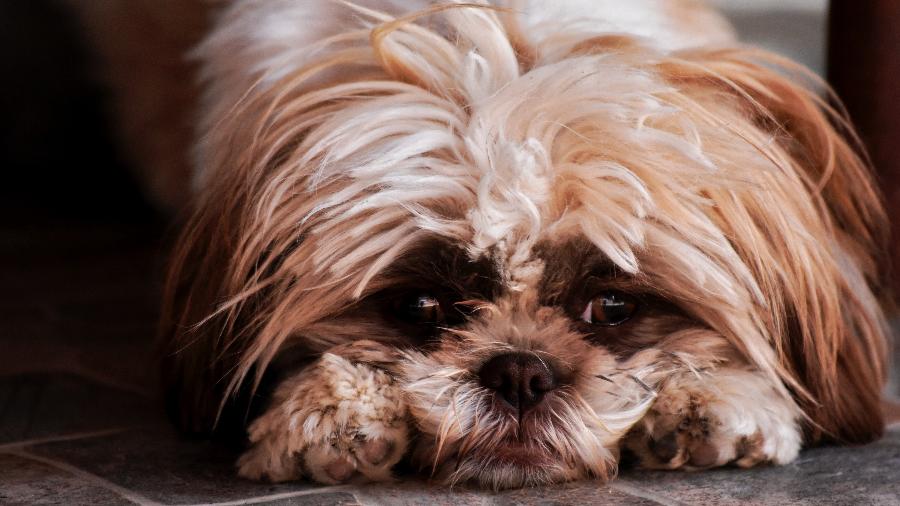 Fotos De Cachorros Fofos