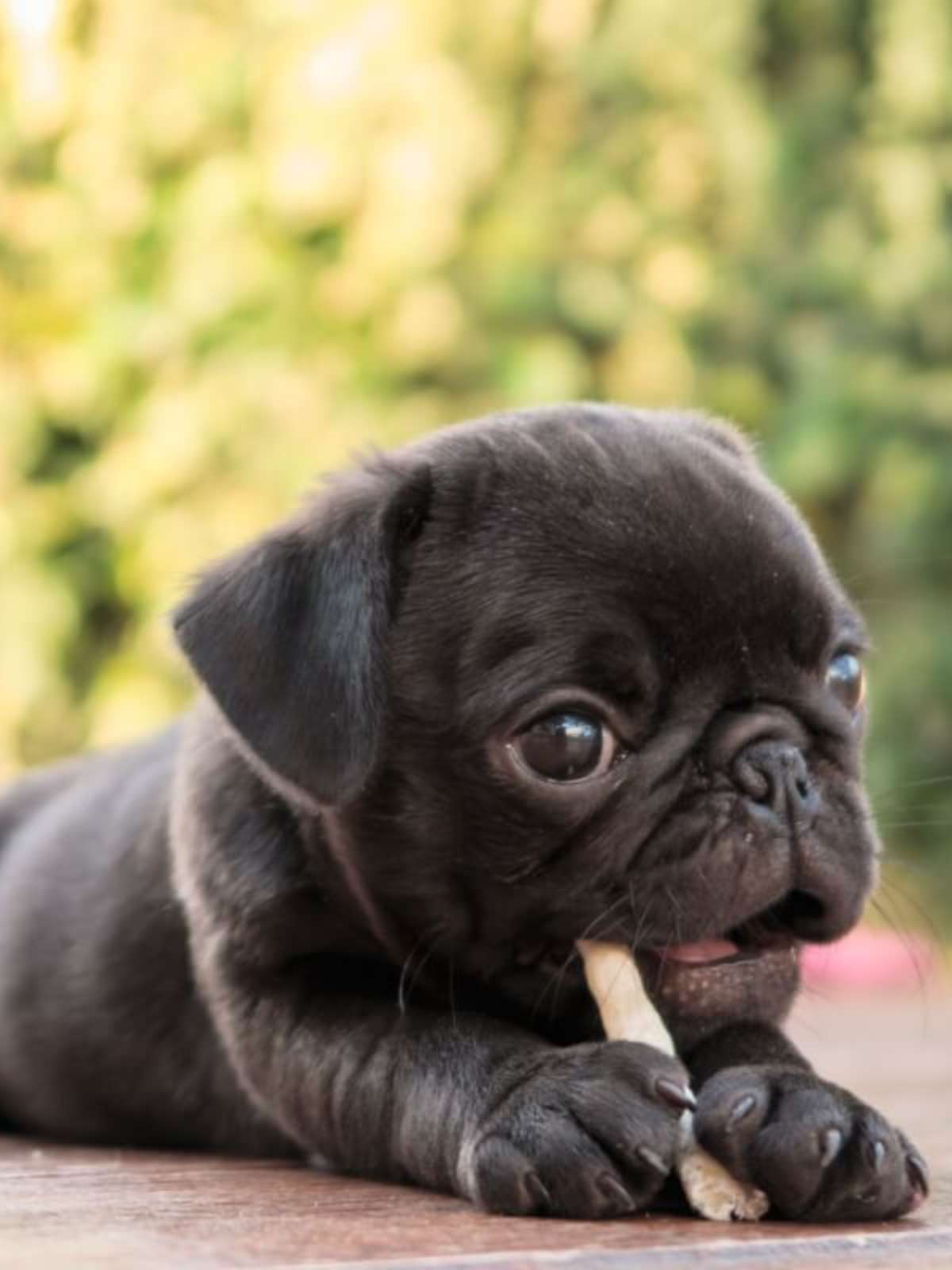 Fotos De Cachorros Fofos