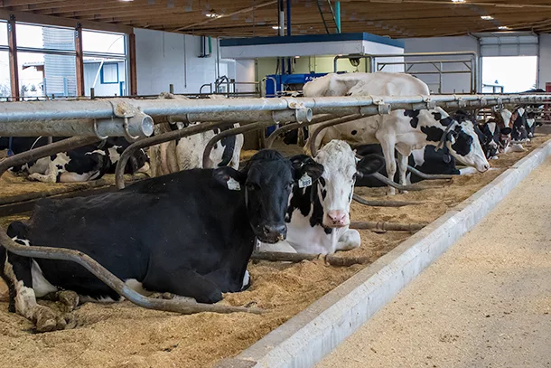 Guia Completo: Como Planejar e Construir um Free Stall Eficiente