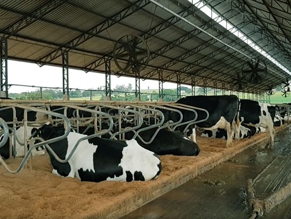 Free Stall Caipira: Uma Alternativa Econômica para Pequenos Produtores