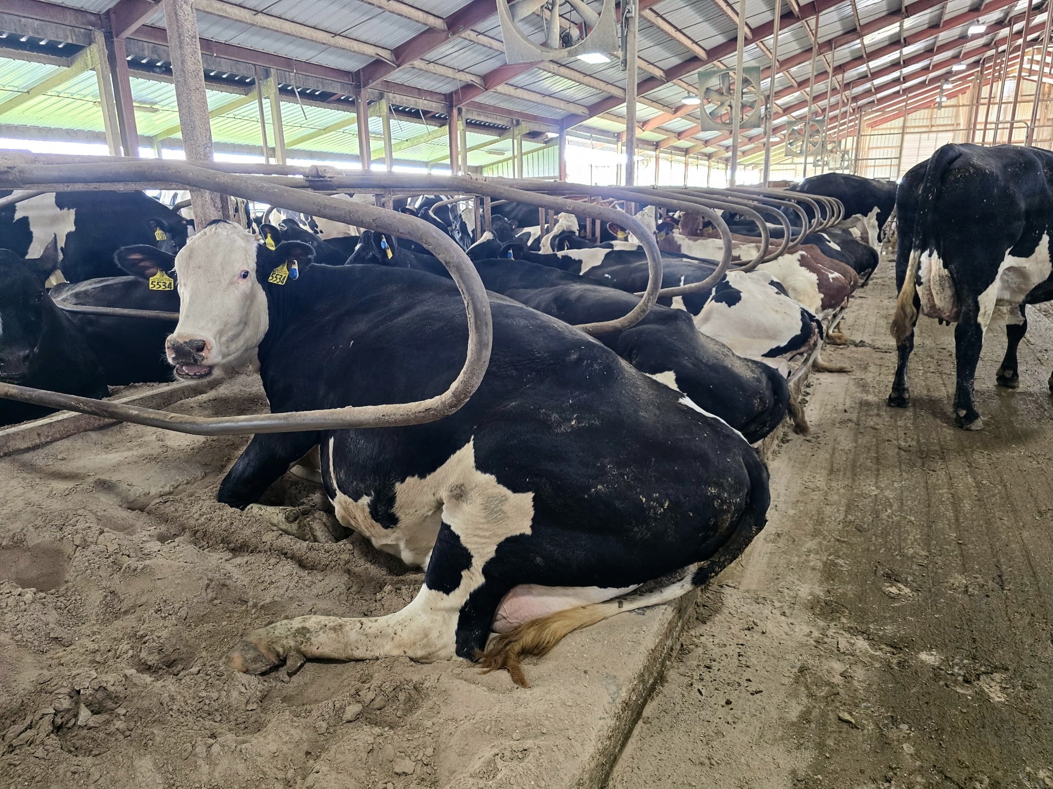 Maximizando o Conforto Térmico no Free Stall: Dicas e Equipamentos