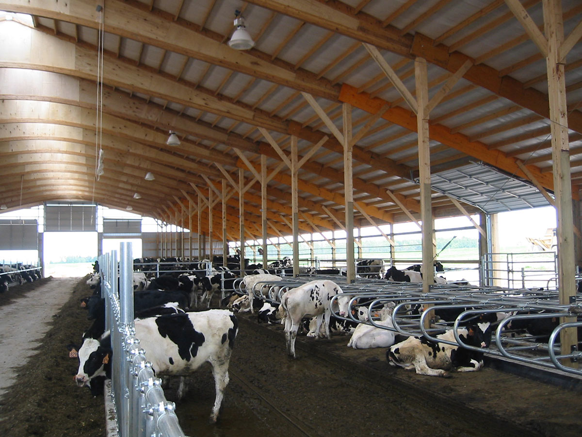 Manejo da Cama e Dejetos em Free Stall: Prevenindo Doenças e Otimizando a Higiene