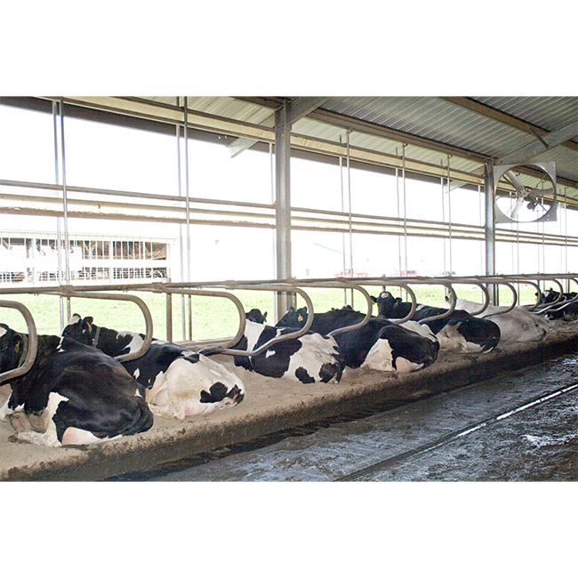 Comparativo: Free Stall vs. Tie Stall - Qual o Melhor para Sua Fazenda?