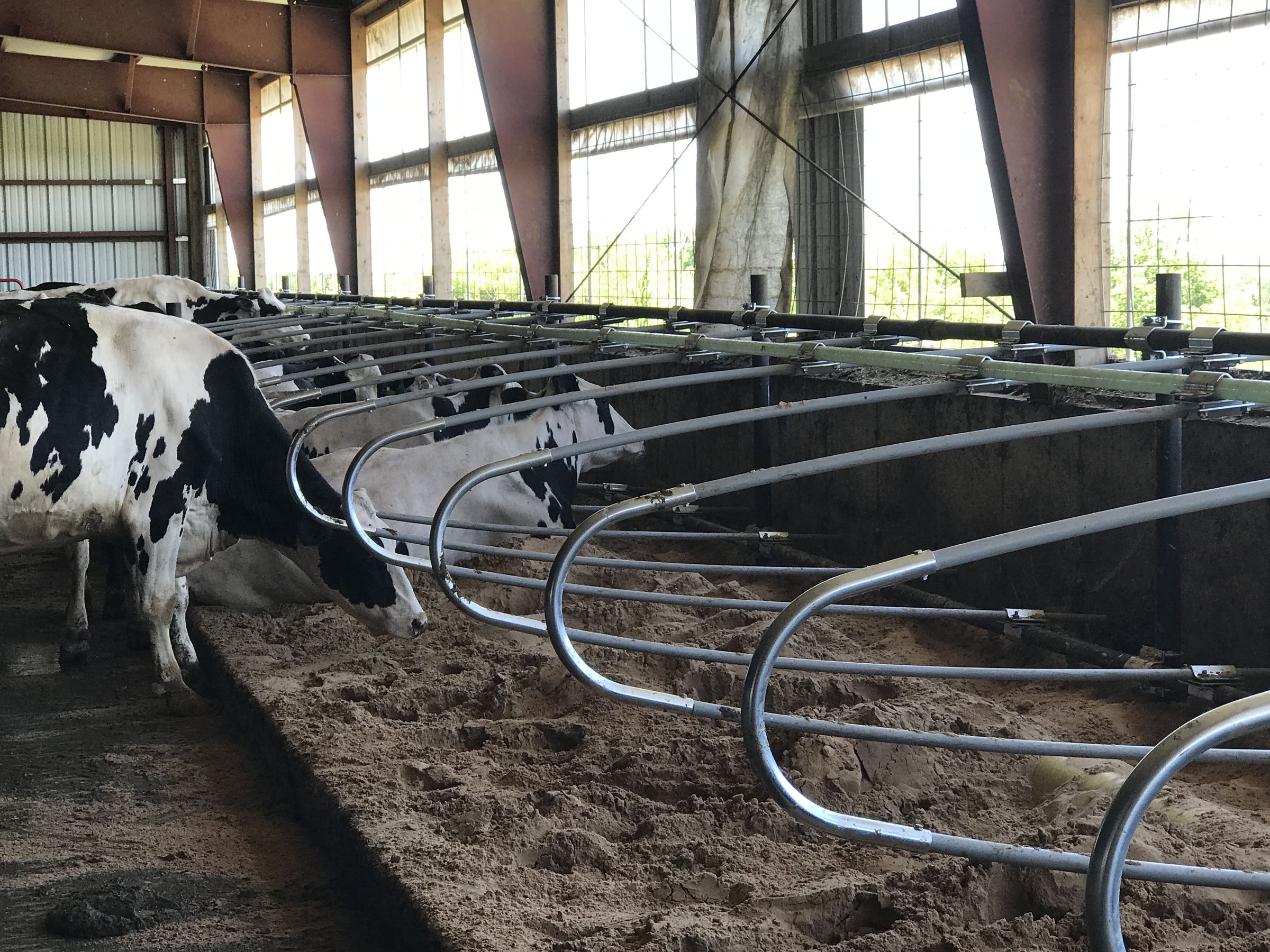 Free Stall Caipira: Uma Alternativa Econômica para Pequenos Produtores