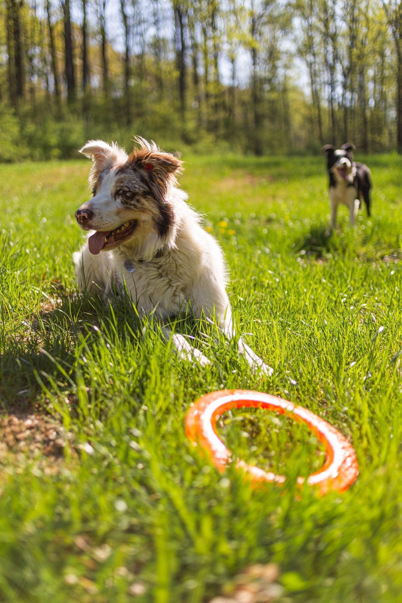 frisbee para cães