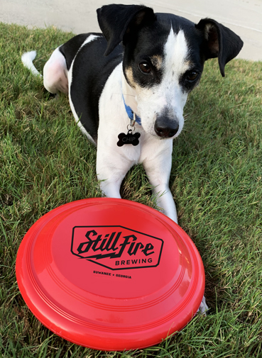 Guia Completo: Como Ensinar Seu Cachorro a Brincar de Frisbee com Segurança