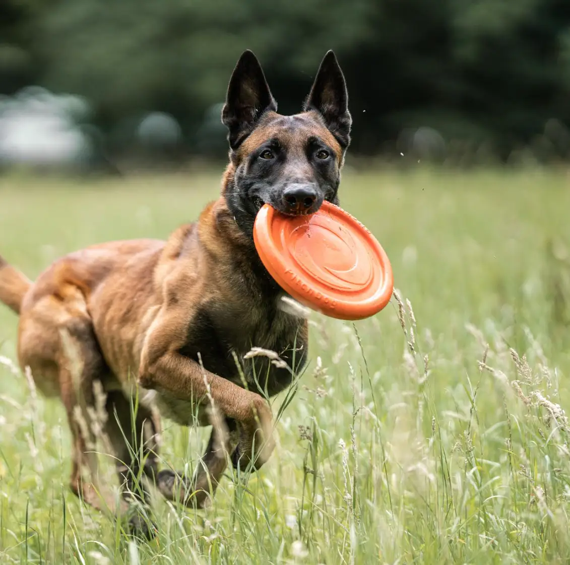 Os Melhores Materiais de Frisbee para a Saúde Dental do Seu Cão