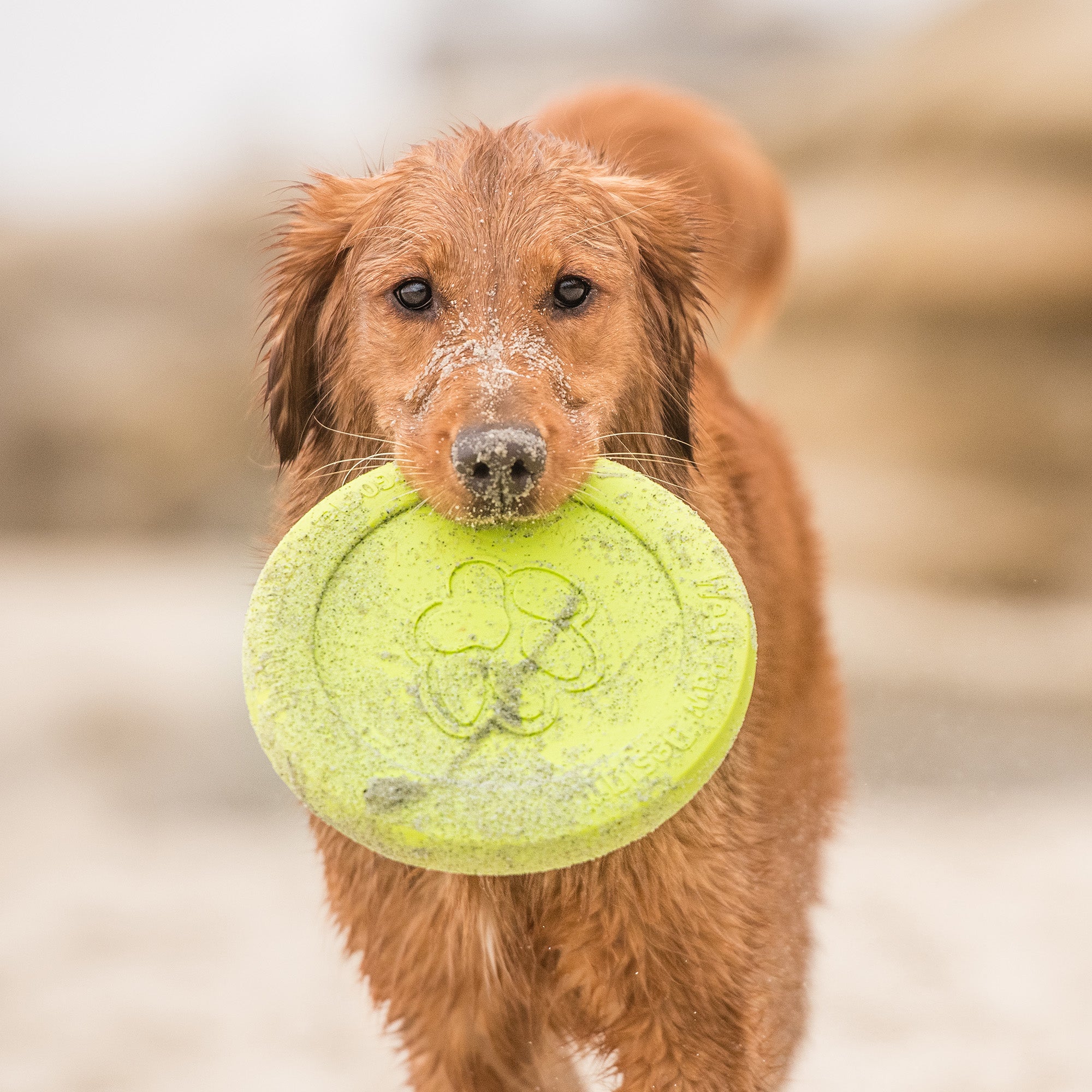 Frisbee para Cães: Escolha o Ideal para Cada Idade e Porte