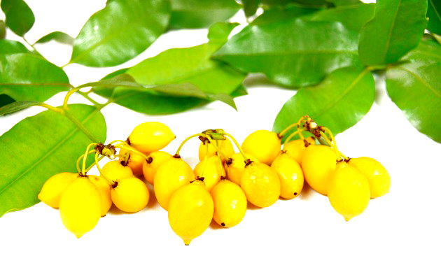 nomes de frutas com E