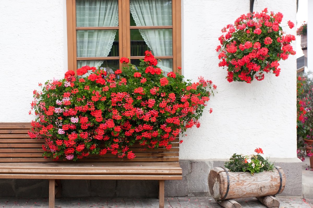 Pelargonium peltatum