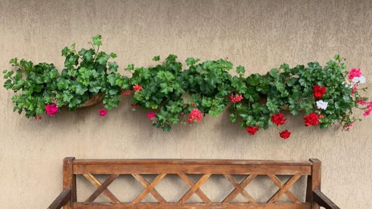 Pelargonium peltatum