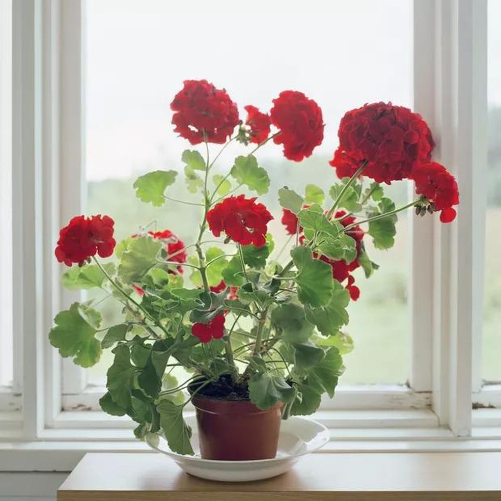 Pelargonium peltatum