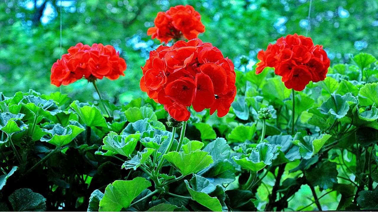 Flores pendentes para sacada