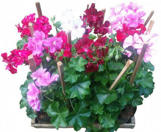 Pelargonium peltatum