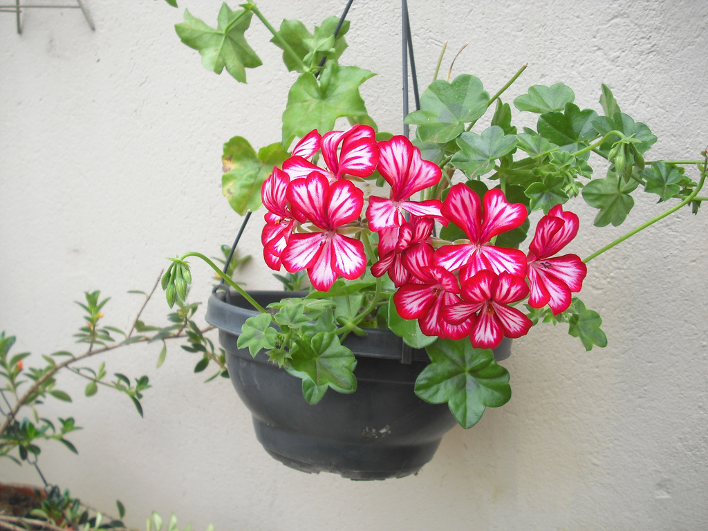Plantas para floreiras