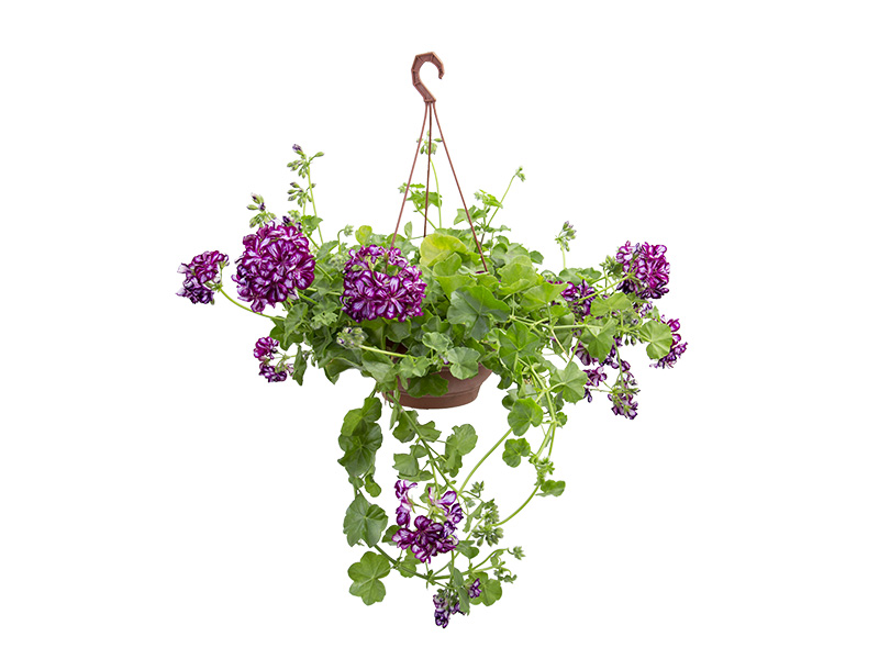 Pelargonium peltatum