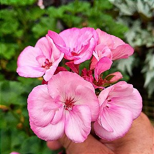 Plantas para floreiras