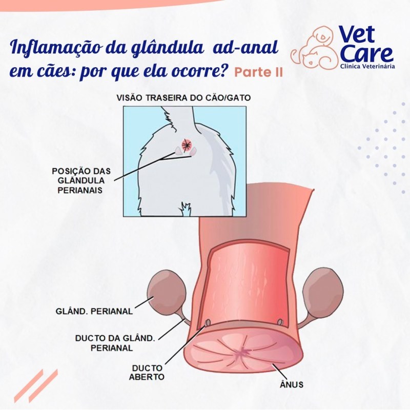 glândula adanal inflamada