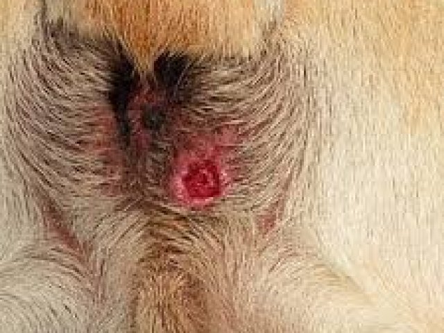 Dieta para Cães com Problemas de Glândula Anal: O que Incluir e Evitar