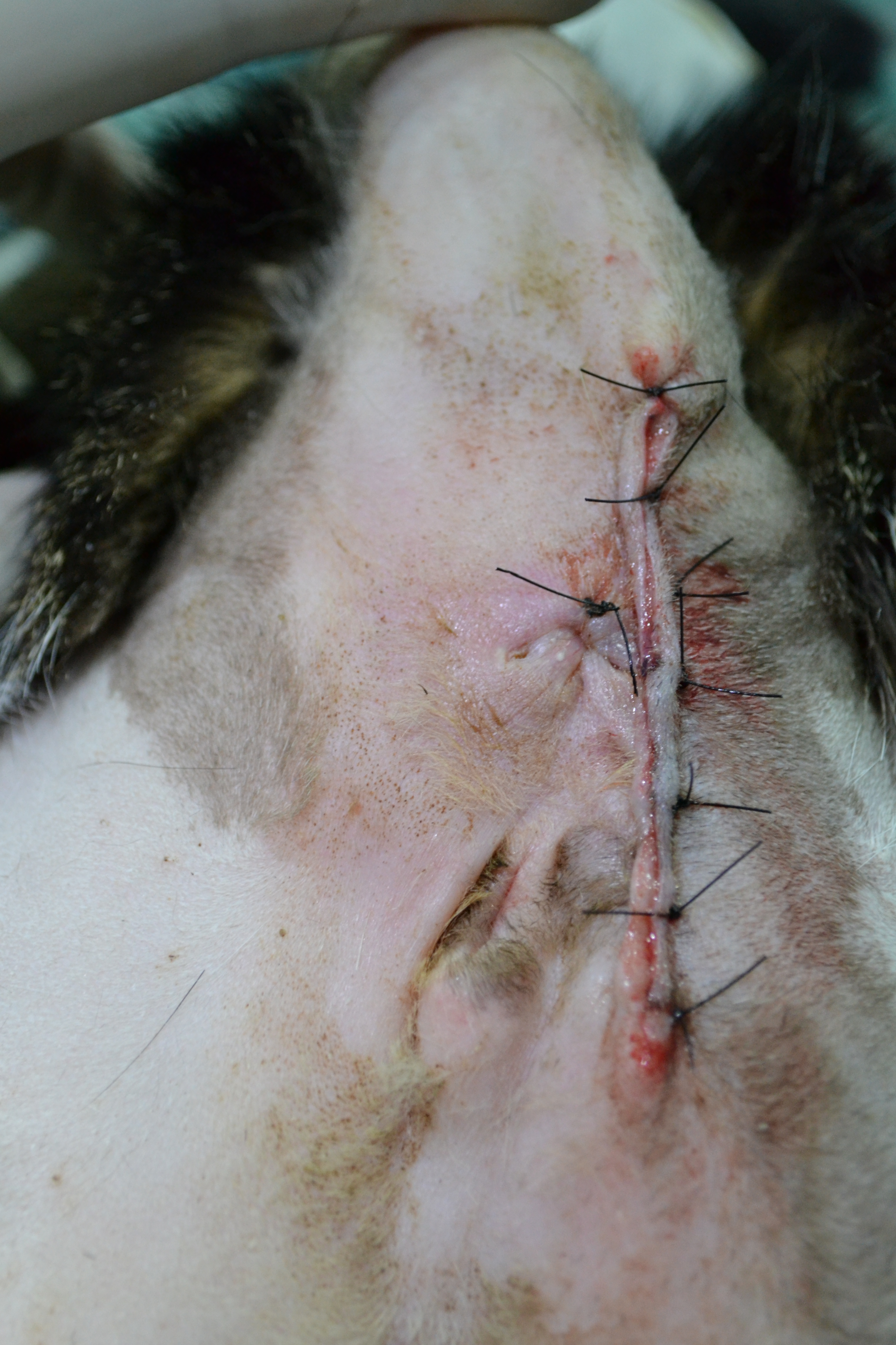 Causas e Como Prevenir