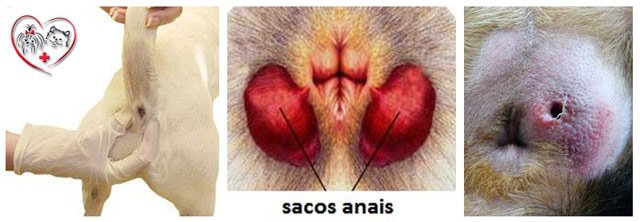 Glândula Adanal em Gatos: Sintomas