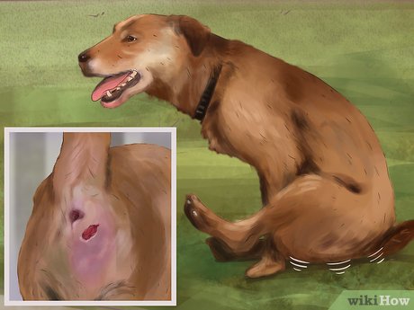 Esvaziamento Manual da Glândula Anal: Quando é Necessário e Quem Deve Fazer