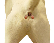 Panolog e Outras Pomadas: Guia Completo para o Tratamento da Glândula Adanal