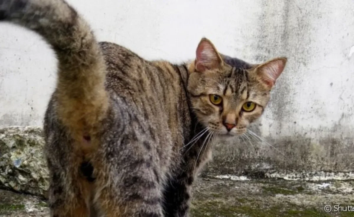Dieta para Cães com Problemas de Glândula Anal: O que Incluir e Evitar