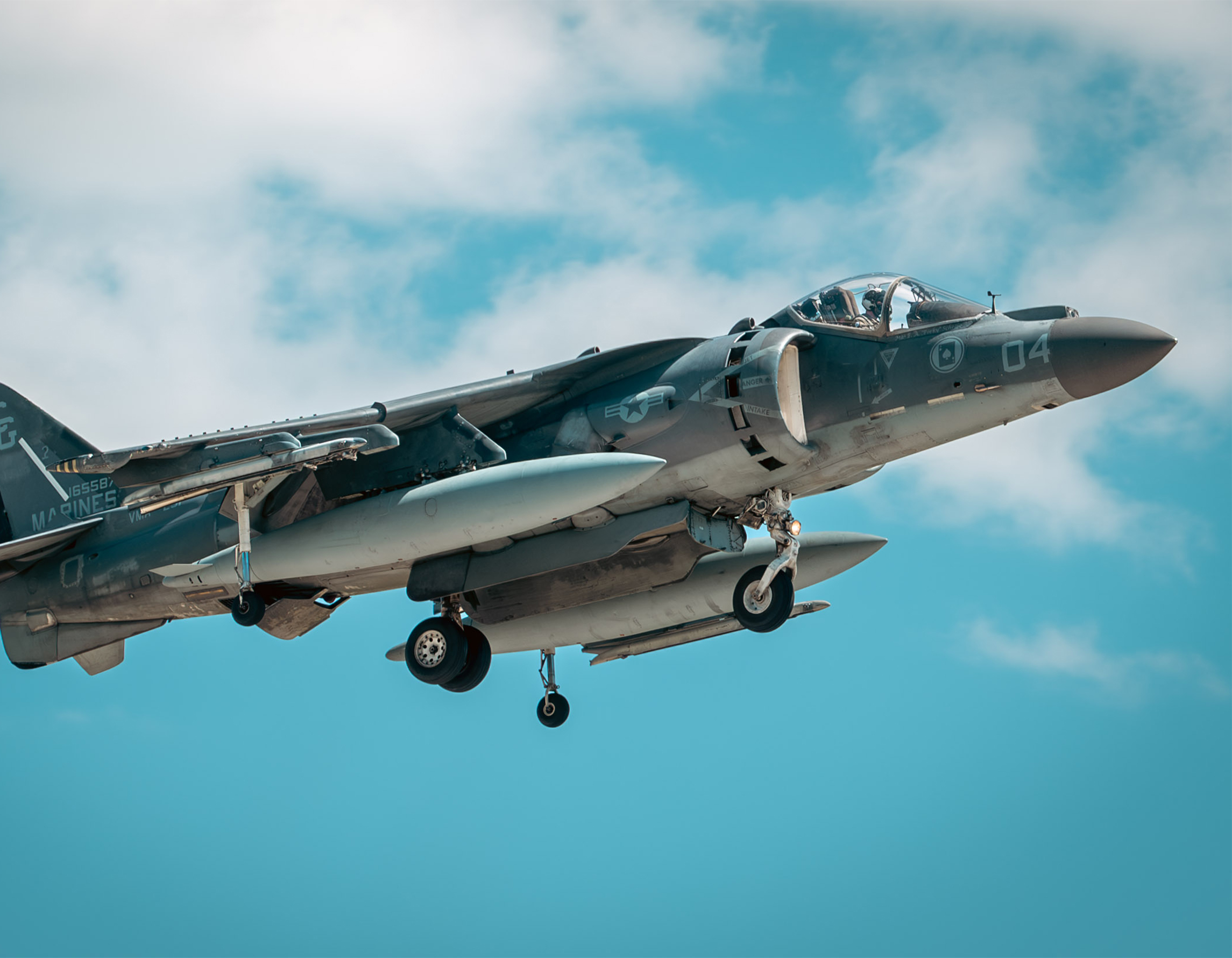 Harrier: Conheça as Aves de Rapina e a Raça de Cães de Caça