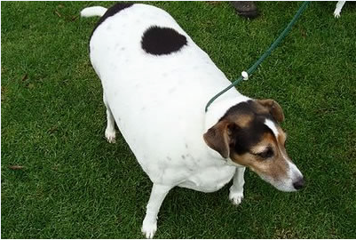 hipotireoidismo canino tratamento