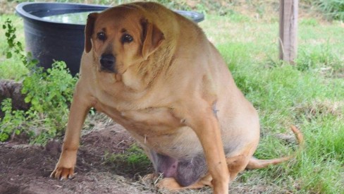 sintomas hipotireoidismo cães