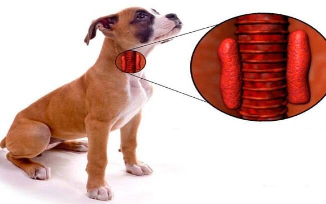 sintomas hipotireoidismo cães