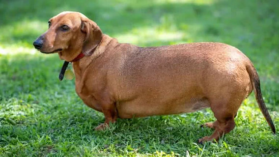 hipotireoidismo canino tratamento