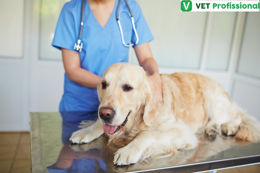 hipotireoidismo em cães