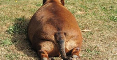 hipotireoidismo canino tratamento