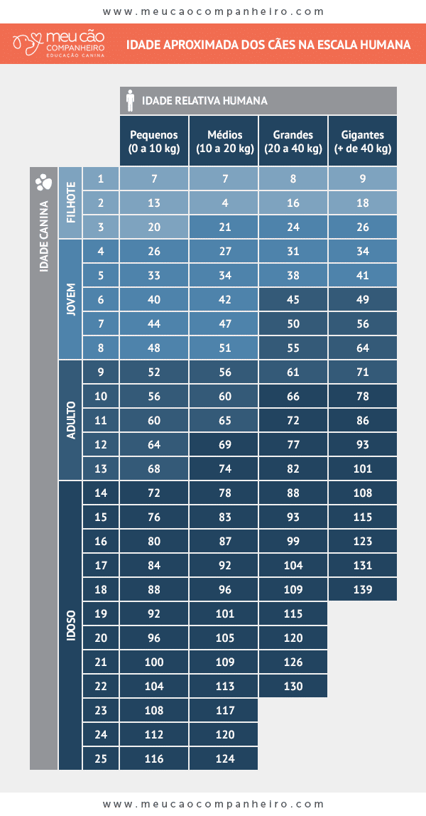 A Importância da Alimentação e Rotina para a Longevidade do Seu Pet