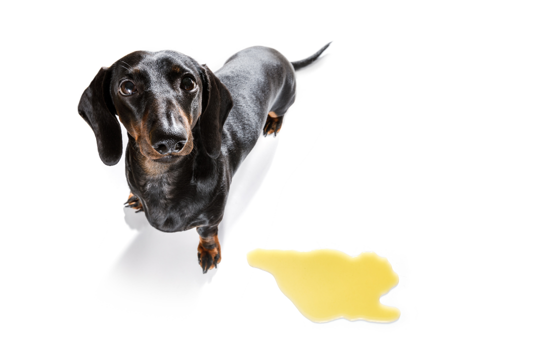 Como diagnosticar a incontinência urinária em cães